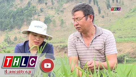 Chủ động phòng, trừ bệnh đạo ôn cổ bông trên lúa xuân 2023| THLC