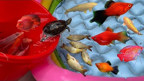 Tổng hợp video cá cảnh đẹp, bắt cá chép vàng , cá koi , con cua , con rùa , cá molly , cá tra chanh