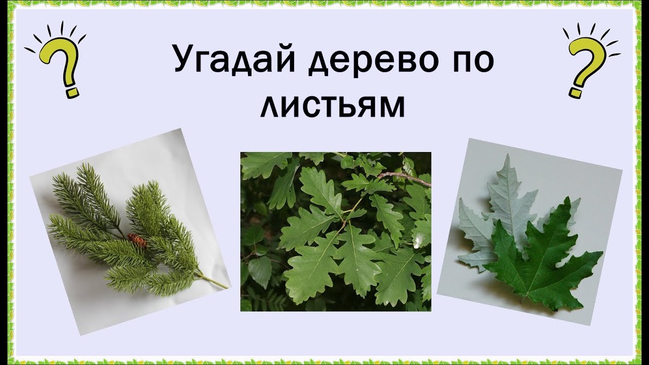 Игра деревья и их плоды. Угадай дерево. Дерево для презентации. Изучаем деревья с ребенком. С какого дерева листок.