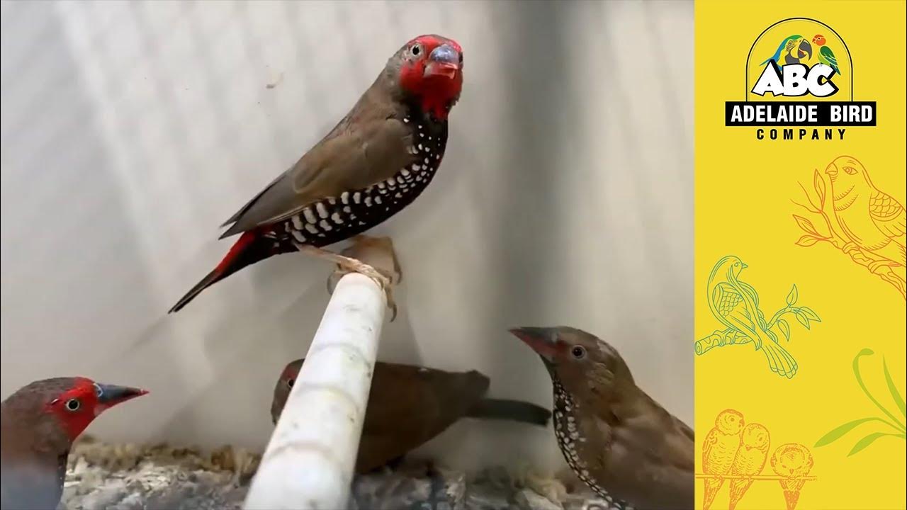African Finches for sale Adelaide | Adelaide Bird Co - YouTube