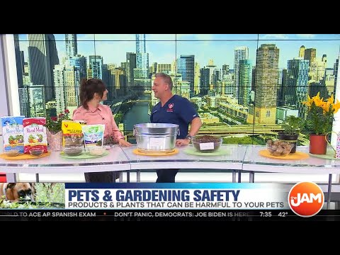 Video: Springtime Gardening e Pet Safety