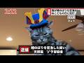 【速報】アメショー猫が鯉のぼりを密漁した疑いで逮捕される【ねこどもの日】