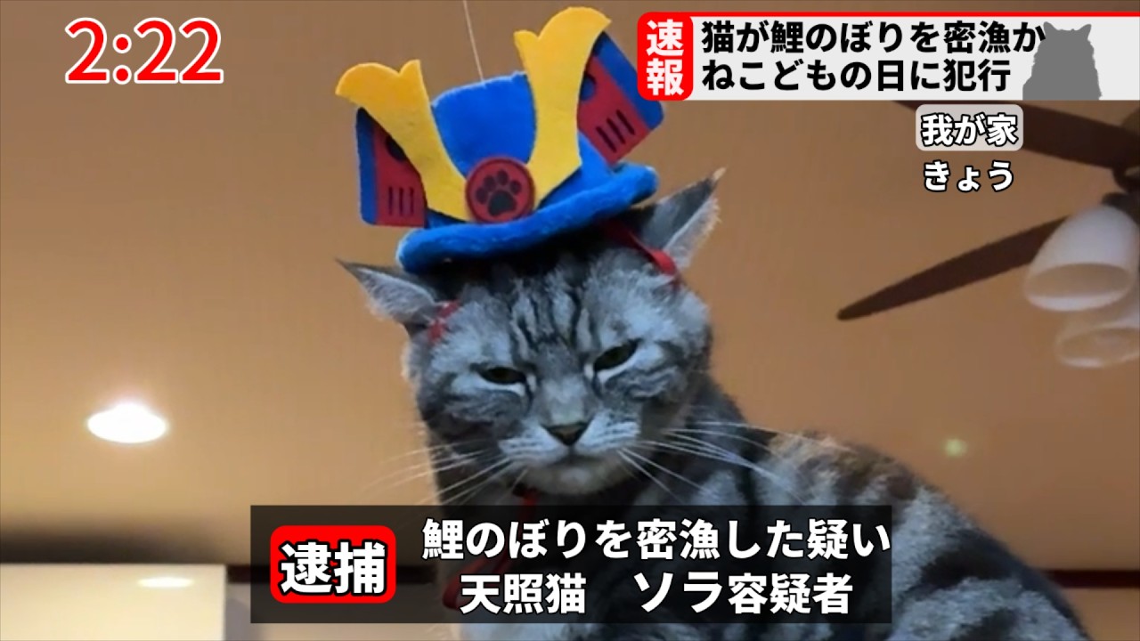 【速報】アメショー猫が鯉のぼりを密漁した疑いで逮捕される【ねこどもの日】