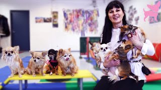 Cute Chihuahua Puppy Dog Tricks (at Tiny Dog School)