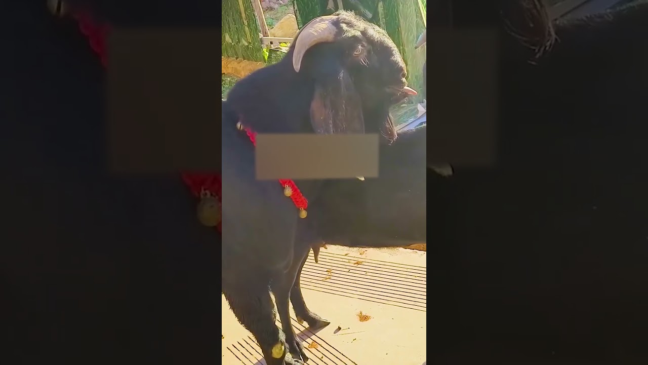 This is the second hardest job after raising sheep 199