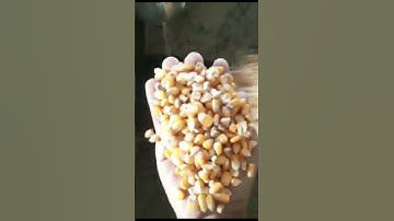 How This Machine Sorts Corn Fast and Accurately | Color Sorting Demo