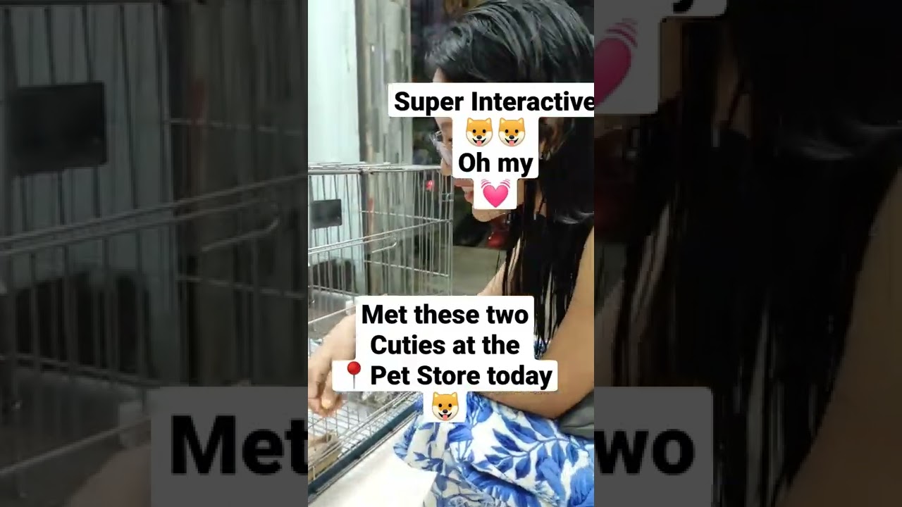 🐶Playful German Spitz puppies🐶 