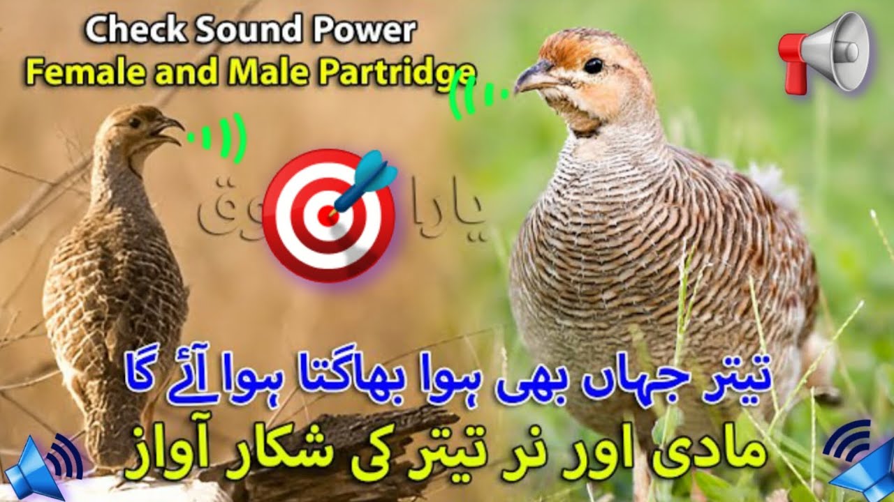 Check sound power female and Male partridge sound 