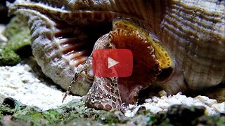 Cymatium pileare - Hairy Triton