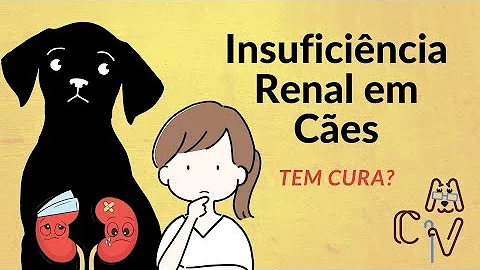 Como diagnosticar insuficiência renal em cães?