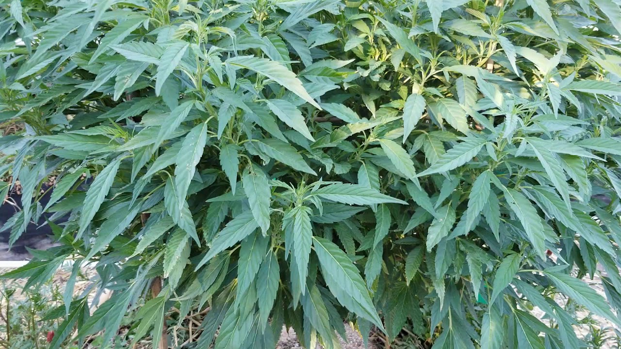 Crab Meal & Insect Frass for immune system boost YouTube