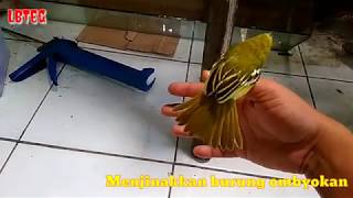 Download Lagu Menjinakkan burung Ombyokan dengan sangat cepat MP3