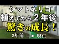 【成長の早い木の２年後】と【遅い木の８年後】どちらが大きくなったと思いますか？シマトネリコの成長速度を検証！【奈良造園・奈良外構】