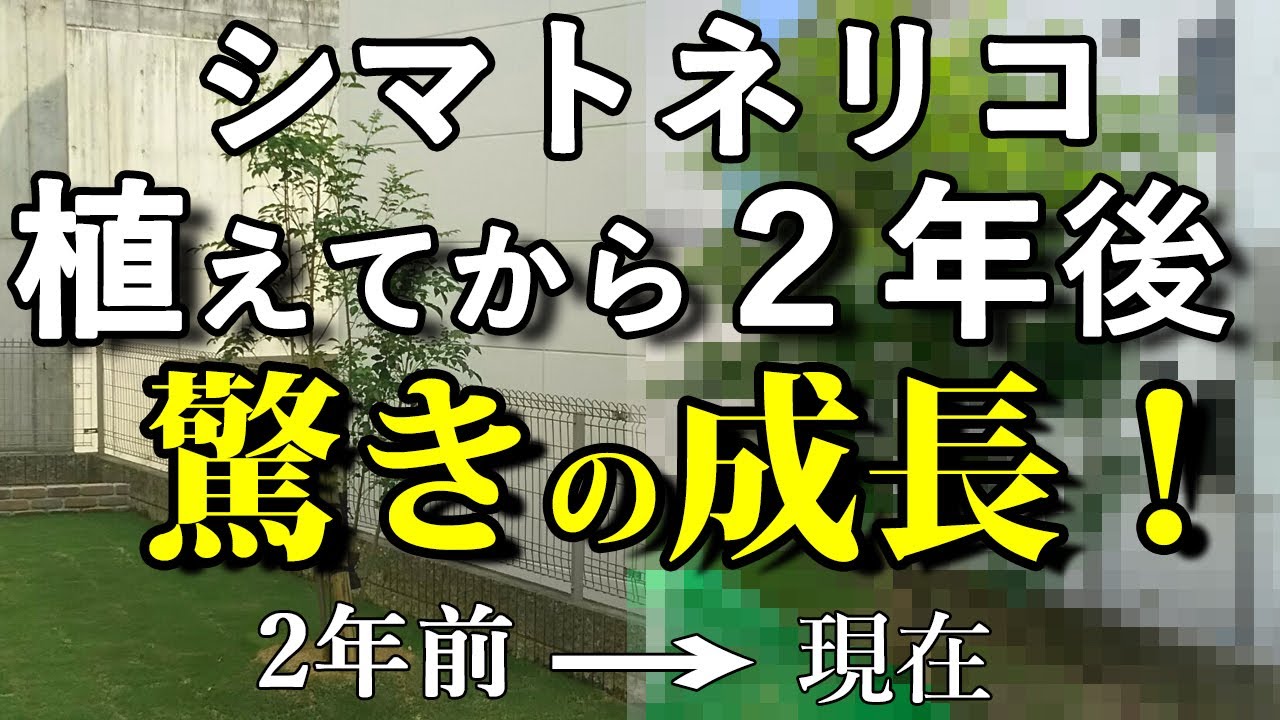 成長の早い木の２年後 と 遅い木の８年後 どちらが大きくなったと思いますか シマトネリコの成長速度を検証 奈良造園 奈良外構 Youtube