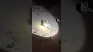 How does the sheikh hunt rabbits in the dark? #shorts