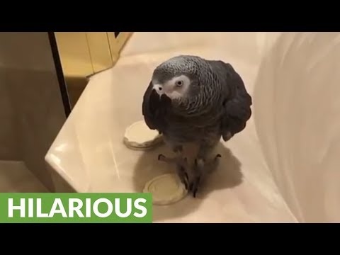talking-parrot-has-incredibly-adorable-wave