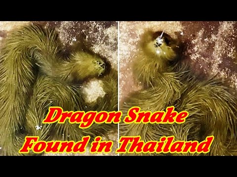 Bizarre Dragon Snake Found in Thailand, Who Has Green Boa Fur Instead Of Scales