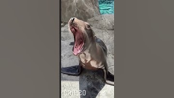 Uppercase in programming #programming #coding #nomenclature #variables #naming