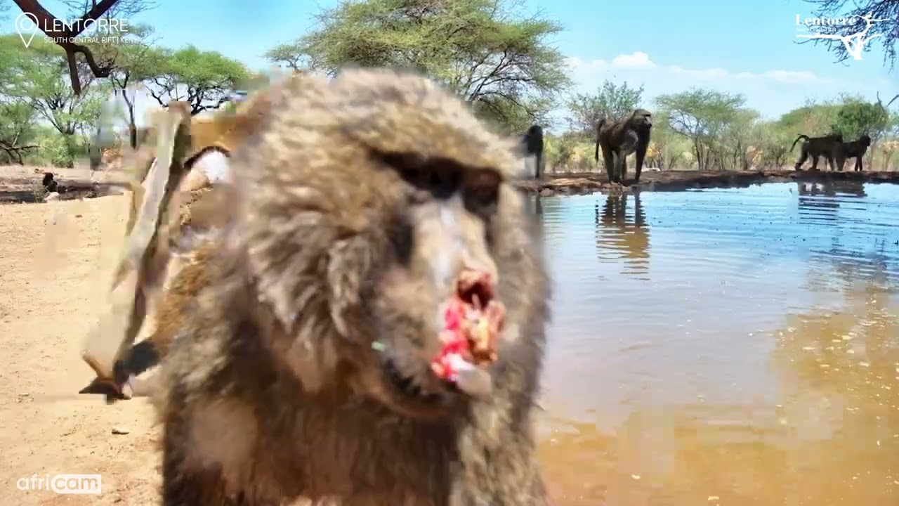 Dramatic Baboon Fight Caught on Camera at Lentorre