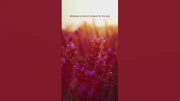 Diane Arkenstone Meditations And Birdsongs Album Clip Healingmusic Meditationmusic Birdsounds 