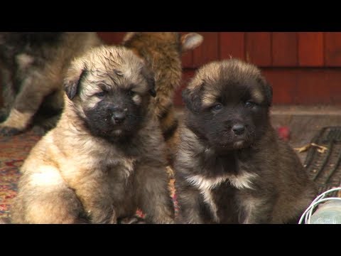 Video: Kakav Je Karakter Alabaija