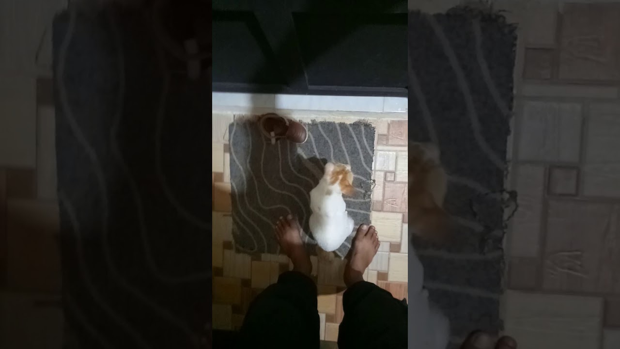 kucing setia menunggu  tuannya depan  pintu  rumah YouTube