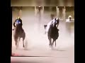 خيل عربي أصيل