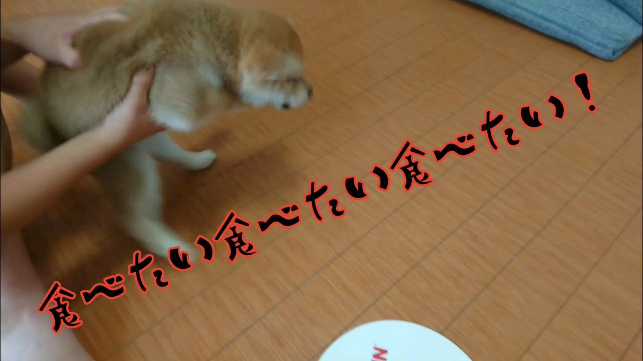 【かわいい柴犬】柴犬こまのご飯3連発