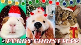 HERE ARE THE CUTEST HOLIDAY PETS TO MAKE YOUR CHRISTMAS MERRIER!!! | Tiktok Compilation