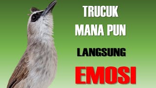 TRUCUK GACOR ROPEL PANJANG EMOSI Uplik Uplik Nguklik AMPUH utk Pancingan trucukan paud belajar bunyi