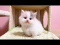 【マンチカンの子猫】ママのエンジョイ感が一番あって可愛い件 ～猫のいる生活Vol.1078～出産動画 マンチカン短足・ミヌエット・ペルシャ猫専門ブリーダー『ペット蔵人』【子猫の成長記録】