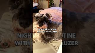 Lazy Schnauzer Refuses to Move at Night