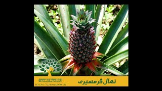 نهال گرمسیری | عرضه مستقیم انواع نهال درختان گرمسیری