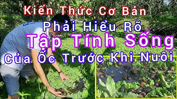 Tập Tính Sống Của Ốc Bươu Đen | Trai Ốc bươu Giống Mê kông