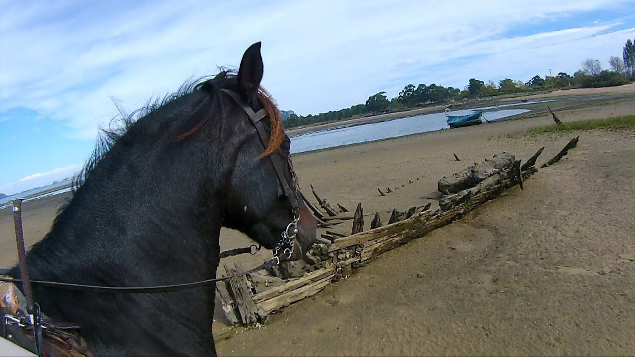 Equestrian. Horses still run.They are free. YouTube