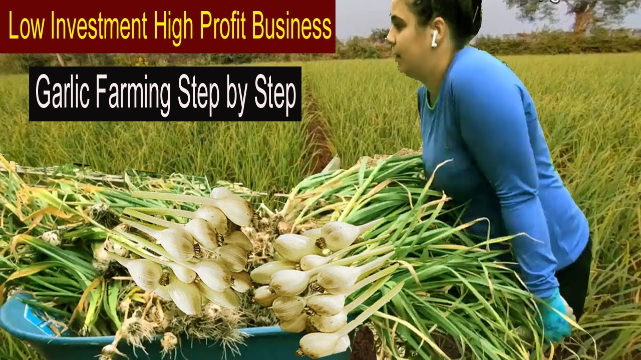 garlic farming business plan pdf