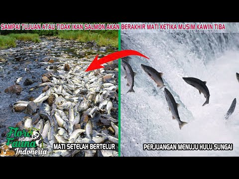 PERJUANGAN IKAN SALMON UNTUK BERTELUR ADALAH PERJALANAN PENUH PENGORBANAN