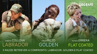 3 razze Retriever a confronto: Labrador, Golden e Flat.