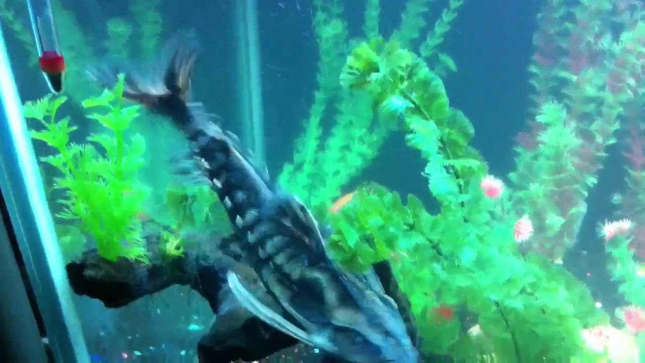 Megalodoras Uranoscopus AKA Irwini catfish YouTube
