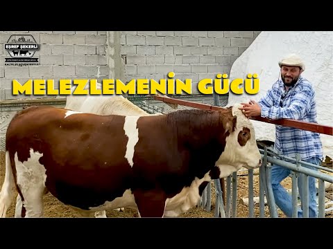 MELEZLEMENİN GÜCÜ! #melezleme