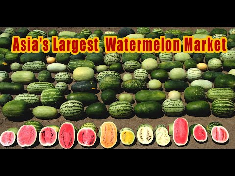 Asia's largest melon and watermelon market | which supplies goods to every corner of