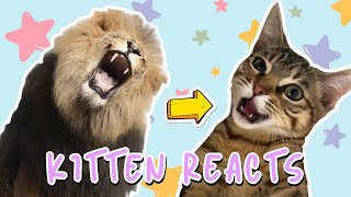 Kitten is OBSESSED with lion documentary | Bean, Mochi and George by Bean, Mochi and George 125 views 1 month ago 10 seconds