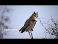 Great horned Owls mating calls