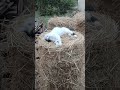 #cutecat #catslife #catsleeping #catlovers #shorts #straw #enjoy #lazy