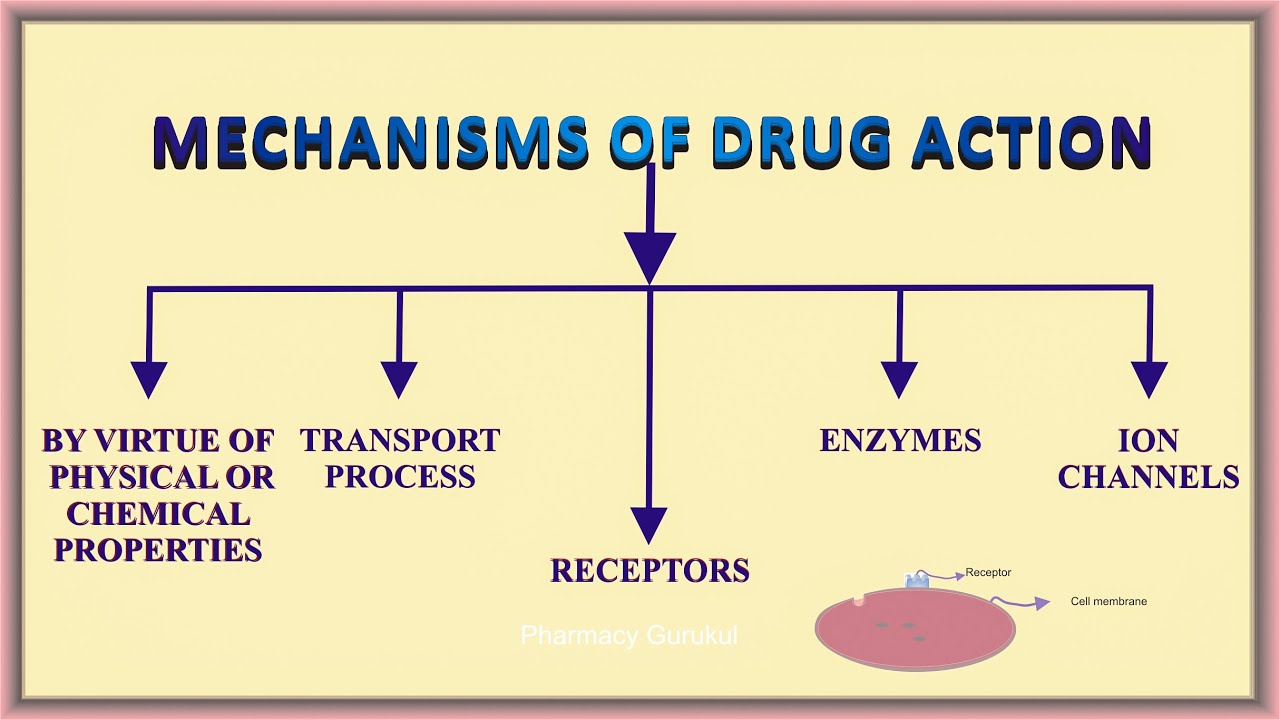 excursion definition pharmacology