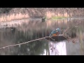 IJsvogel/Kingfisher - Hut 1/Hide 1