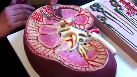 Urinary System Part 2(nephron)