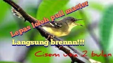 ciblek ngebren