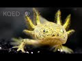 The Axolotl Salamander Doesn’t Wanna Grow Up | Deep Look