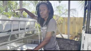 I Built a Backyard Aquaponics System for less than $100